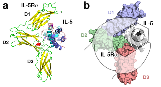 Abb. 1: (a) Kristallstruktur von IL-5 (Helices in cyan und blau) im Komplex gebunden an die extrazelluläre Domäne der IL-5 Rezeptoruntereinheit IL-5R (-Faltblätter in gelb, Schleifen in grün). Die extrazelluläre Domäne (Ektodomäne) von IL-5R besteht aus drei Fibronektin III (FnIII) Modulen, hier mit D1, D2 und D3 bezeichnet. Trotz seiner homodimeren Architektur kann das Zytokin IL-5 nur ein Rezeptormolekül binden, da die Bindestelle asymmetrisch im Zytokin angelegt ist. (b) die Rezeptorektodomäne von IL-5r in Oberflächendarstellung mit den drei FnIII Modulen in blau, grün und rot. an Die drei FnIII Domänen der IL-5R Ektodomäne falten sich um das IL-5 Helixbündel ähnlich einem Schraubenschlüssel um eine Schraubenmutter. Hierdurch wird die Interaktionsfläche zwischen Ligand (IL-5) und Rezeptor (IL-5R) stark vergrößert, was möglicherweise die hohe Bindeaffinität für die IL-5:IL-5R Interaktion erklärt. (Grafik: T. Müller, Universität Würzburg 2017)
Bänderdarstellung der Kristallstruktur von Interleukin-5 gebunden an die extrazelluläre Domäne des Interleukin-5 Rezeptors IL-5R verdeutlicht die Schraubenschlüssel-artige Architektur des Rezeptors