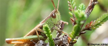 AnimalEcology Pic:AnimalEcology