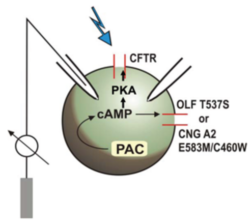 Heterologe Expression von PAC erlaubt schnelle Konzentrationserhöhung von cAMP in Zellen auf Belichtung, die durch cAMP-sensitive Ionenkanäle on-line gemessen wird, siehe Schema in A. Der menschliche Anionenkanal CFTR wird durch die cAMP-abhängige Proteinkinase (PKA) aktiviert, was mit einer Leitfähigkeitserhöhung einhergeht. Die Abb. zeigt, dass die Leitfähigkeit derselben Zelle durch die Gabe von IBMX und Forskolin während der durch den Balken angezeigten Zeit (Erhöhung von cAMP durch endogene Enzyme, siehe B) oder durch Belichtung (Aktivierung von PAC, siehe C) erreicht werden kann. (Grafik: G. Nagel, Universität Würzburg 2017) Die Abbildung zeigt links das Schema einer Oozyte mit Messelektroden und heterolog exprimierten Proteinen und rechts 2 Leitfähigkeitsspuren einer Oozyte, in der ein cAMP-sensitiver Anionen-Kanal (CFTR) sowie die Licht-sensitive Adenylyl-Cyclase PAC aus Euglena gracilis exprimiert werden.