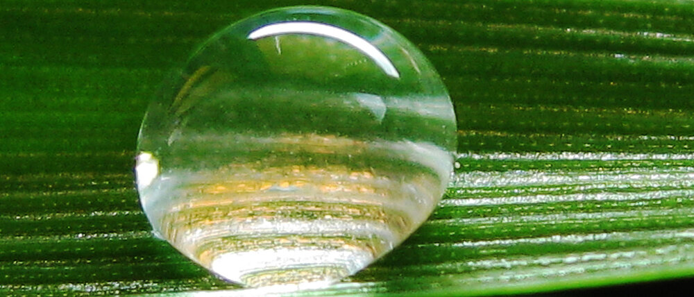 Phytopathogene Pilze auf Oberflächen