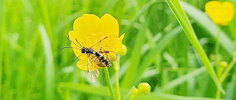 In homogenen Lebensräumen wie Äckern lassen sich Insektengemeinschaften schneller vollständig erfassen als in vielfältigen, naturnahen Lebensräumen.