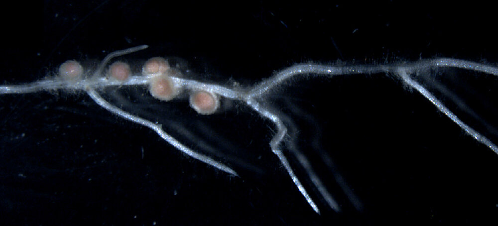 the roots of root symbiosis - Foto: Katharina Markmann the roots of root symbiosis