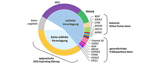 Wo im Erbgut liegen die Auslöser sogenannter Wilms-Tumoren bei Kindern? Dieser Frage ist ein Forschungsteam unter Würzburger Leitung nachgegangen. Die Grafik zeigt das Ergebnis: die Verteilung der genetischen und epigenetischen Wilms-Tumor-Prädisposition bei 129 untersuchten Kindern.